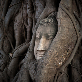 Buddha in Ayutthaya/11707558