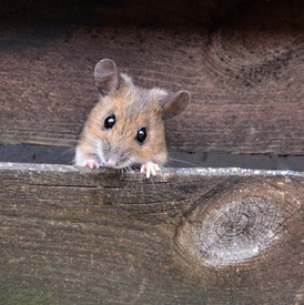 .. little mouse ../11712422