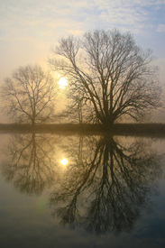 Bäume, Wasser und Nebel/11714484