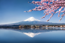 Fuji in Japan zur Kirschblüte /11756576