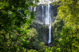 Wairere Falls /11760194