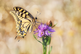 Schwalbenschwanz Schmetterling Falter/11785174