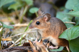 Kleine Gartenmaus/11794486