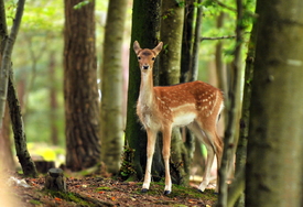 Allein im Wald/11795490