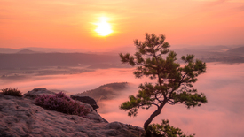 Lilienstein im Sonnenaufgang/11799396