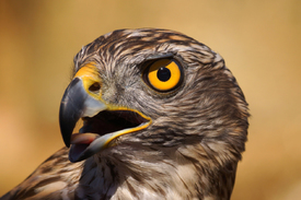 Habicht Accipiter gentilis/11805548