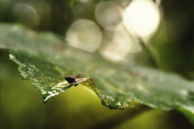 tiny snail on watery leaf/11812988