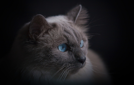 Blue /11826441