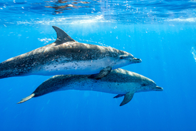 Spotted Dolfins/11871756