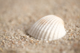 shell on the beach/11891325