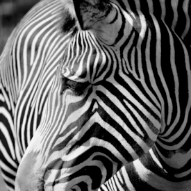 a part of zebra I/11913641