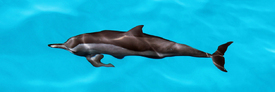 Delfin/11952521