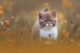 Zuckersüßes Katzenkind auf einer Wiese im Herbst/11966870