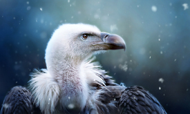 It is cold outside - Geier im Schnee/11970119