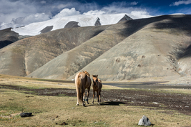 In der Steppe/11978912