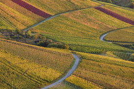 Weinberge bei Stuttgart-Rotenberg/12026108