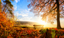 Zauberhafte Herbstszene am Morgen/12051795
