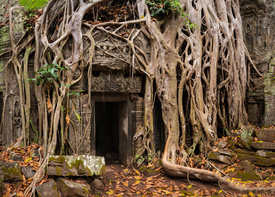 Ta Prohm Tempel - Kambodscha/12063017