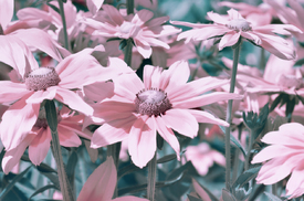 Pink Flowers/12068665