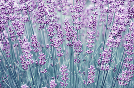 Lavendel/12095352