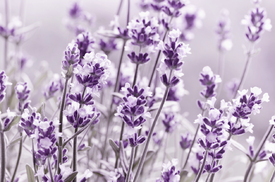 Lavendel/12137014