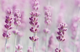 Lavendel/12148493