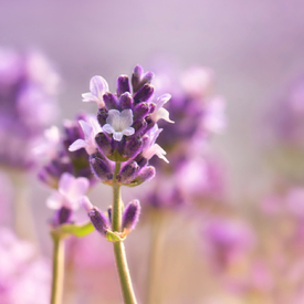 Lavendel/12182974
