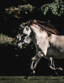 Europäisches Wildpferd /12215412