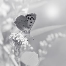 Butterfly/12232487