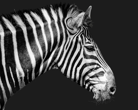 Zebra/12257959