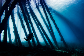 Salt Pier Bonaire/12287203