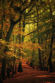 Herbstspaziergang  -  autumn walk/12294956