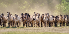 Herde aufmerksamer Dülmener Ponys/12337770