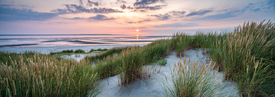 Strandhafer am Dünenstrand/12468191