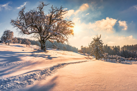 Winterlandschaft/12477322