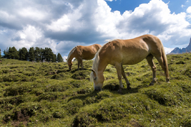 Haflinger auf der Seiser Alm/12553815