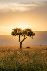 Akazienbaum bei Sonnenuntergang/12605161