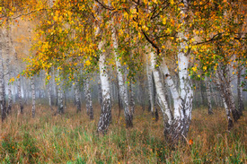 herbstlicher Birkenwald/12651587