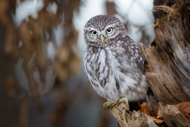 Kleiner Wächter/12660121