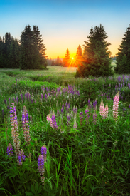 Sommerabend im Erzgebirge/12674195