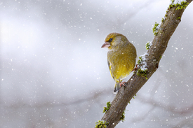 Grünfink im Schneefall/12675124