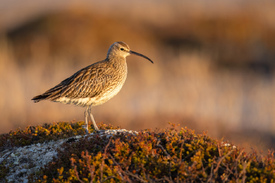 Regenbrachvogel/12684021