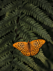 Der orange Schmetterling/12685523