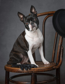 Boston Terrier Portrait/12694630