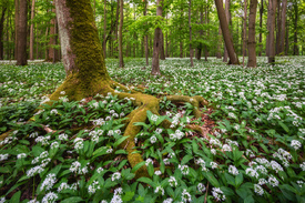 Bärlauchblüte im Hainich/12712113