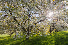 Frühlingssonne im Kirschbaumhain/12722963