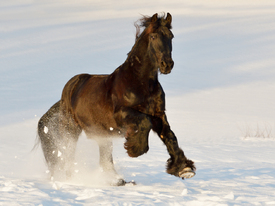 Friese im Schnee/12723239