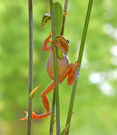 Klettermaxe/12726364