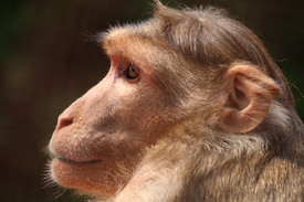 Affe Portrait/12730274