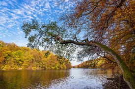 Blick über den See Schmaler Luzin im Herbst/12730811